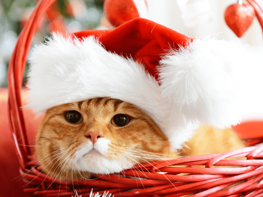 Christmas and New Year Opening Times 2024/25